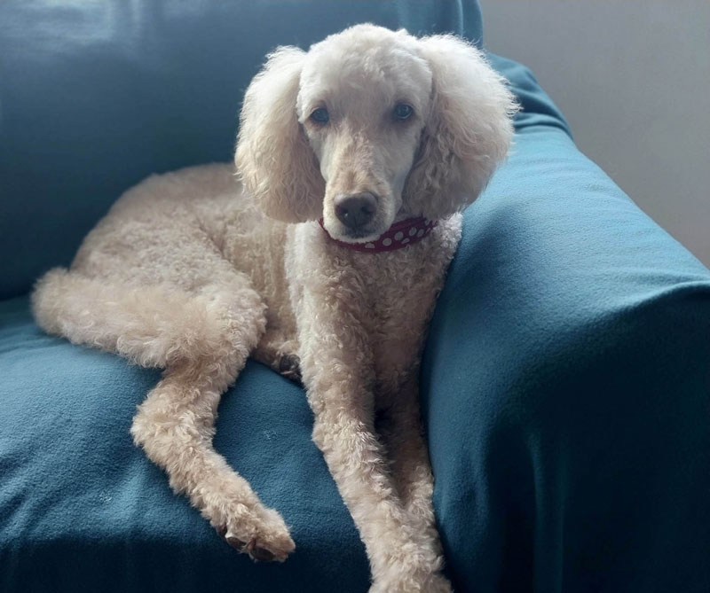 The patient, an 11-year-old poodle, following surgery sitting on a couch.