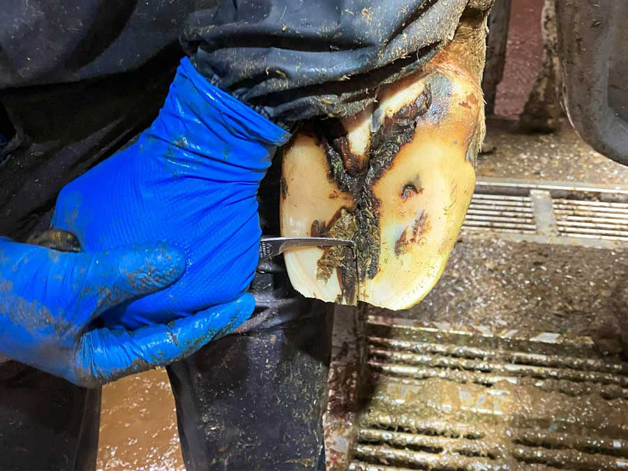 Carrying out initial trimming to match the opposing claw.