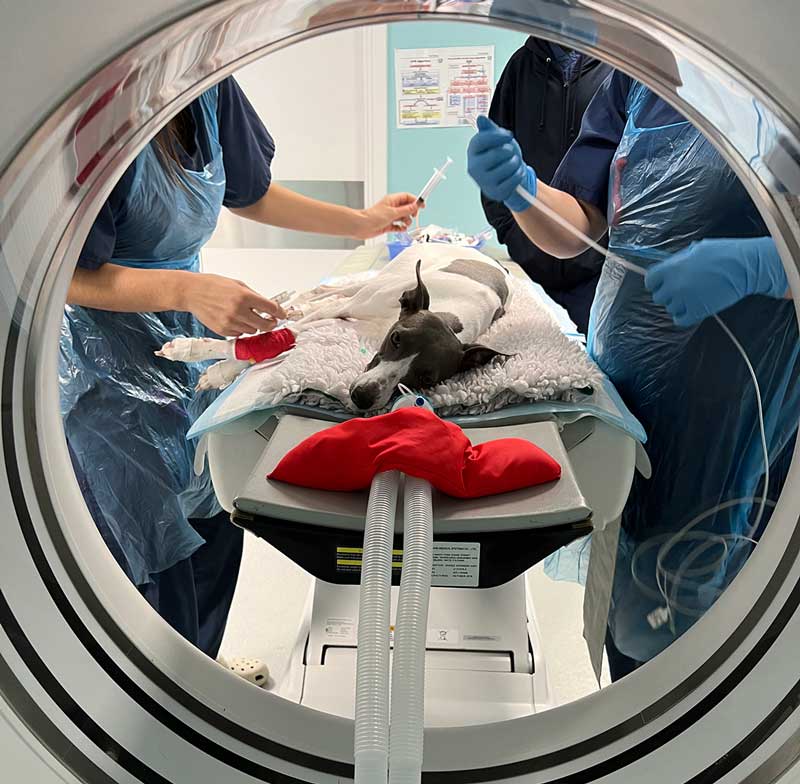 a dog undergoing ultrasound in a veterinary clinic