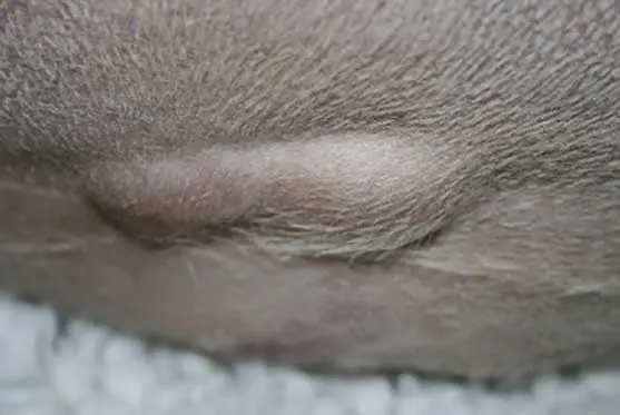 Sturgess-Failure of abdominal closure in a four year old bull mastiff-Figure-1