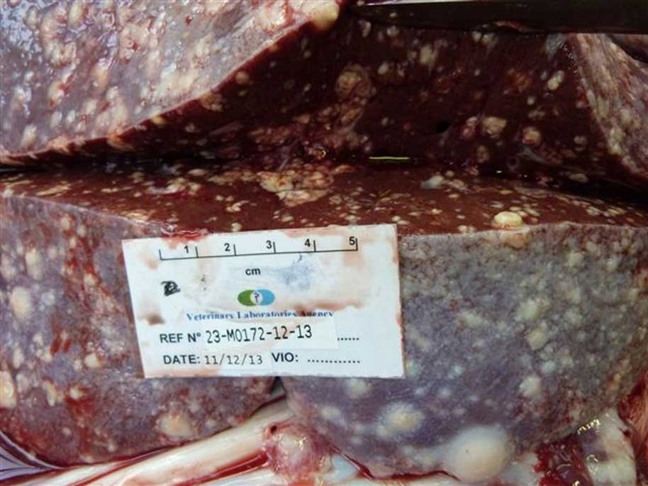 Bovine TB in the liver of a goat.