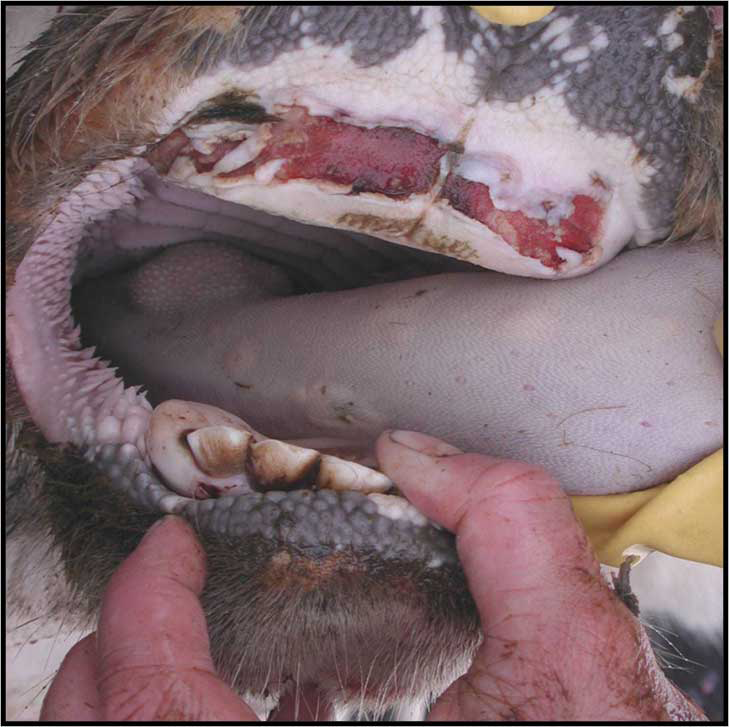 Foot-and-mouth disease lesions in a goat.