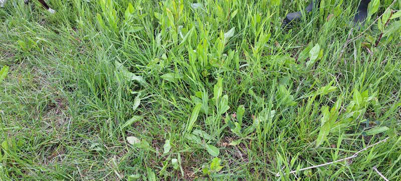 Close up of herbal ley showing chicory leaves for an article illustrating goats.