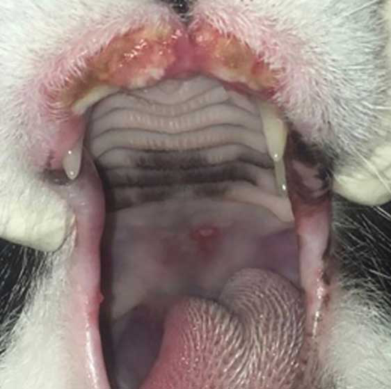 Eosinophilic granuloma on the hard palate of the same patient pictured left.