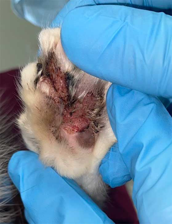 Patient with eosinophilic plaque on the paw.
