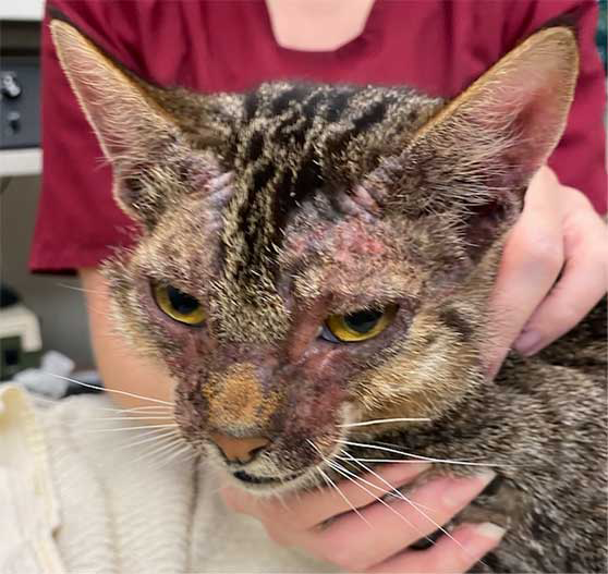 Patient with head and neck pruritus, as evident with moderate to complete alopecia and excoriations.