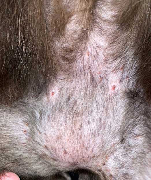 Patient with self-induced alopecia on the caudal ventral abdomen and miliary dermatitis, noted as multifocal crusted papules. 