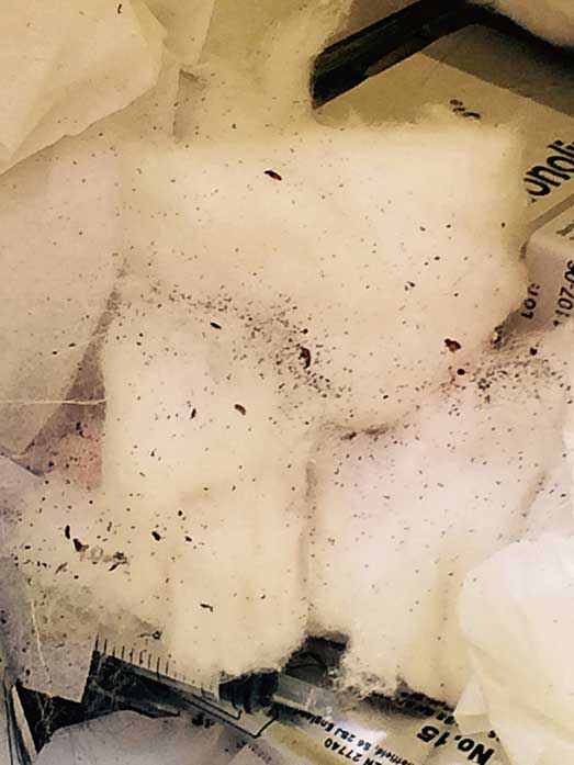 Figure 1. Flea dirt and adults from flea combing infested cat.