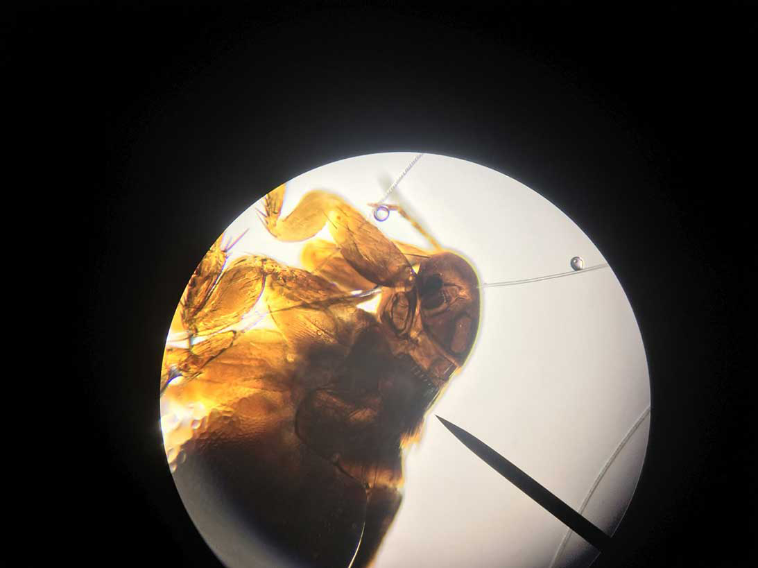 Figure 4. Bird flea.