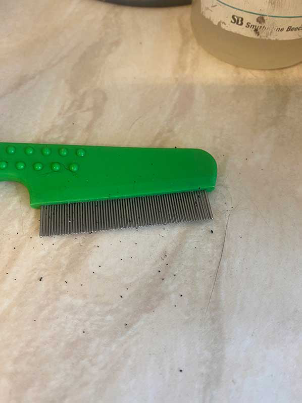 Figure 2. Flea dirt from comb contaminating surface.