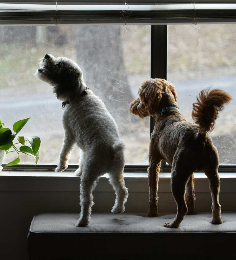 two anxious dogs looking out of the window, possibly barking