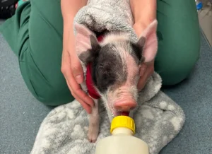 Benny the piglet is being bottle fed by a vet