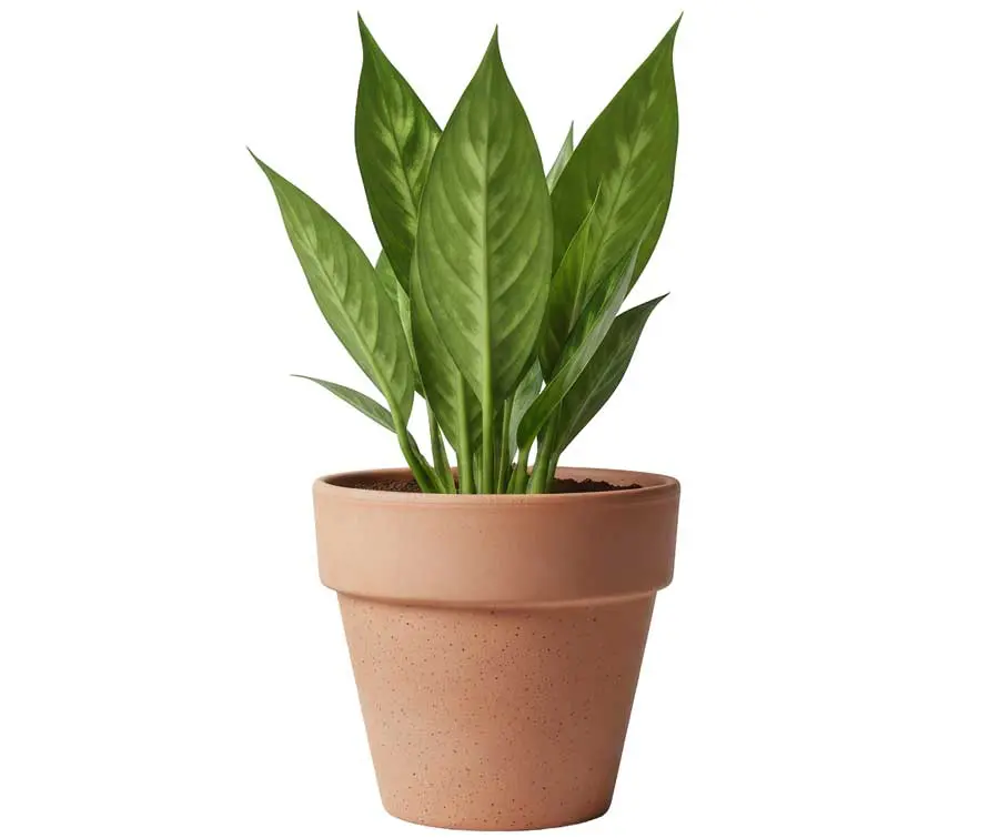 Dieffenbachia houseplant, dangerous to small animals. Image: Ines / Adobe Stock