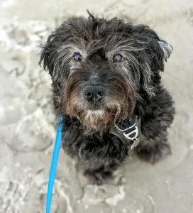 Image of a soft-coated wheaten terrier looking up at camera.
