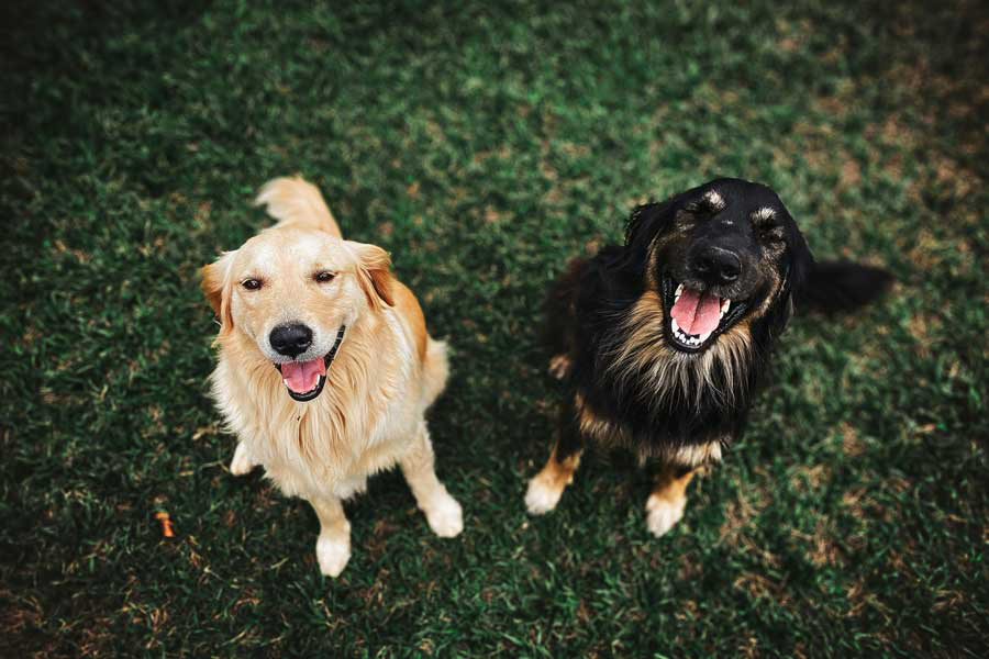Two dogs looking up at the camera