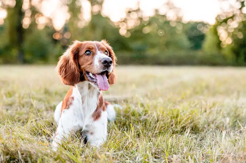 A dog is panting with its tongue out while lying down compliantly in a field Image: Eliška / Adobe Stock
