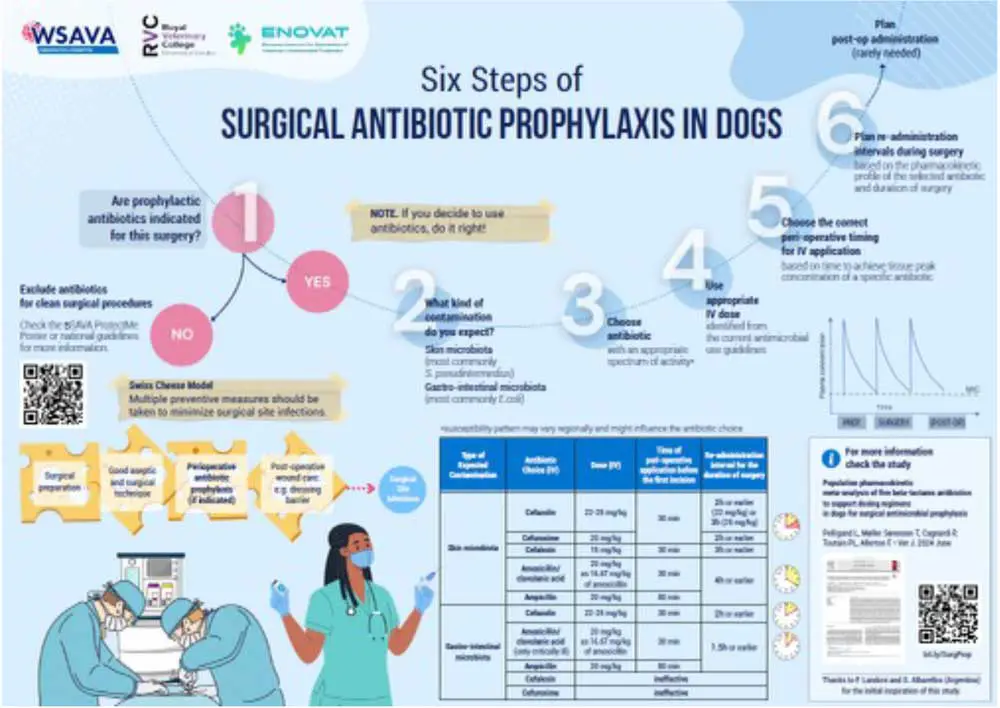 Figure 2. This WSAVA infographic, describing the six steps of surgical antimicrobial prophylaxis for dogs, is available in multiple languages.