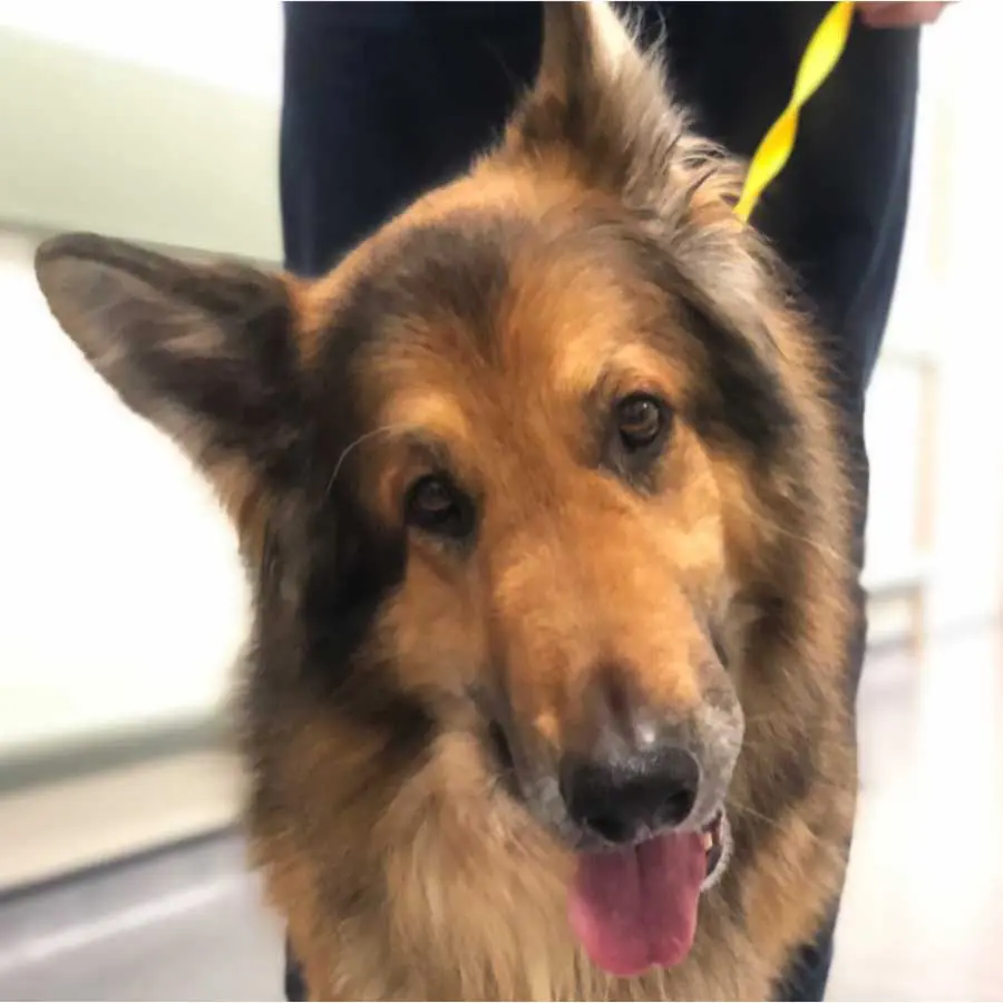 A six-year-old German shepherd dog with vestibular dysfunction characterised by a right-sided head tilt and vestibular ataxia.