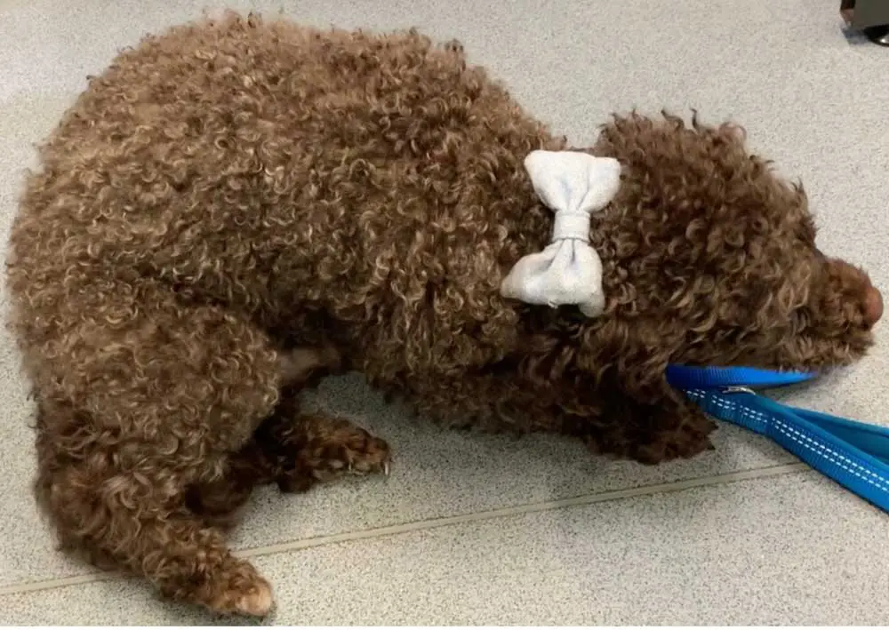 A three-year-old cockapoo with paroxysmal dyskinesia. The episodes were characterised by kyphosis with rigidity of all limbs and alternating flexion of all limbs. The dog remained alert but anxious during the episodes.
