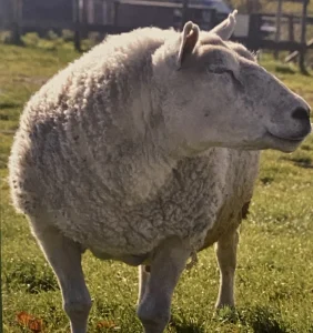 Dave the sheep standing, looking into the camera.