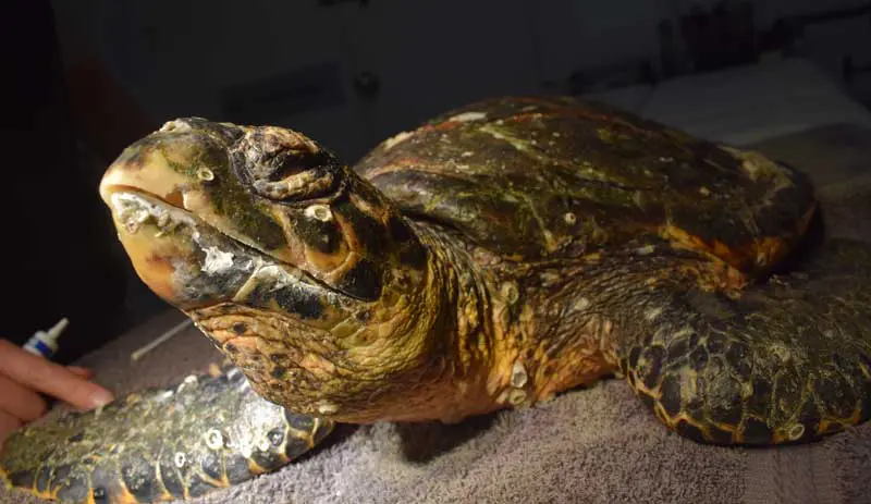 Significant simple or mixed acid-base disturbances may be present in the critically ill.