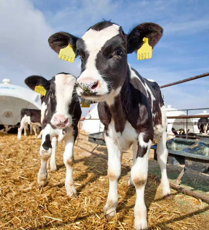 Two calves outdoors in an isolation pen under blue skies. Image: ehasdemir / Adobe Stock