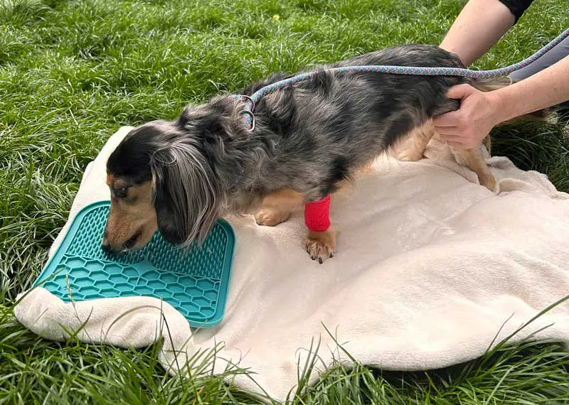 Figure 6. Technique for assisting a dog to stand.