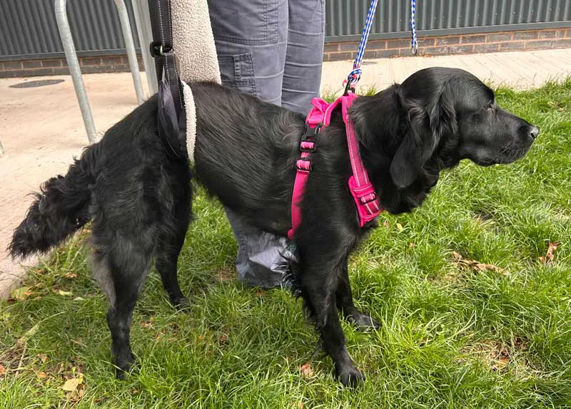 Figure 7. A harness and top-attaching leads can be used alongside a belly band to help support patients to walk as part of their recovery.