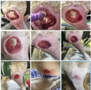 Image shows the improvement seen in pressure sores on a sheep's leg during its recovery.