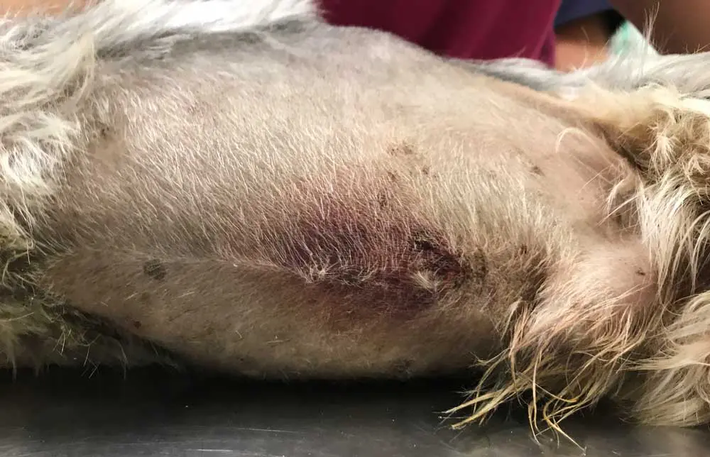 Figure 1. “Cullen’s sign”, an external manifestation of intra-abdominal haemorrhage, in a dog with canine acute pancreatitis. Image: Courtesy of Vicente Jose Herrería-Bustillo