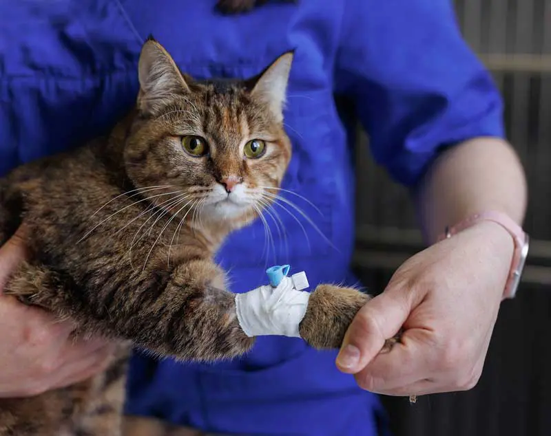 Cat with an IV Image: st.kolesnikov/ Adobe Stock