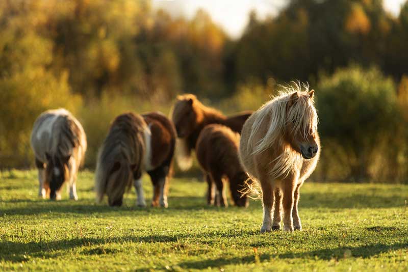 Horses and ponies Image: Rita Kochmarjova/ Adobe Stock