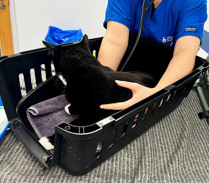 Figure 3. An anxious cat being examined in the carrier base.