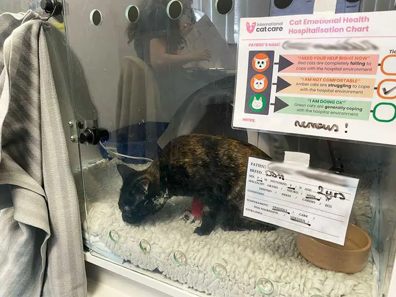 Figure 4. Use of International Cat Care’s Emotional Health Hospitalisation Chart in clinic. Image: Courtesy of Lumbry Park Veterinary Specialists