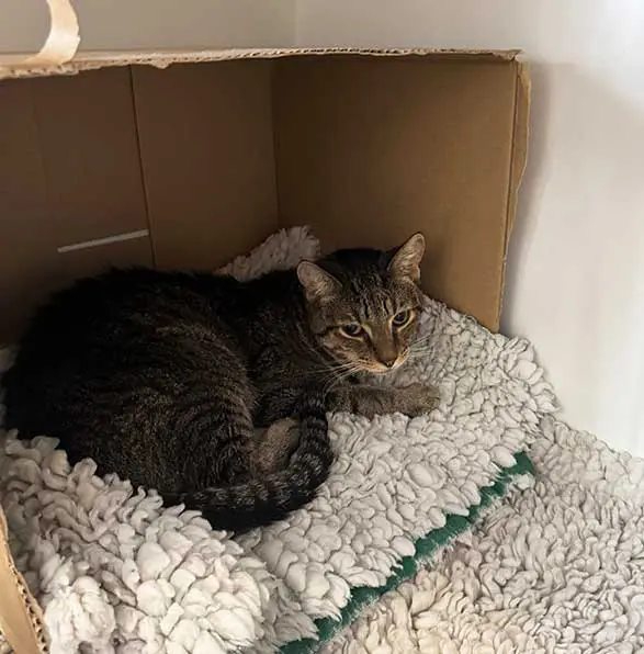 Figure 5. Hiding boxes can be simple cardboard boxes but make a big difference to anxious cats. Image: Courtesy of Lumbry Park Veterinary Specialists. Image: Courtesy of Lumbry Park Veterinary Specialists