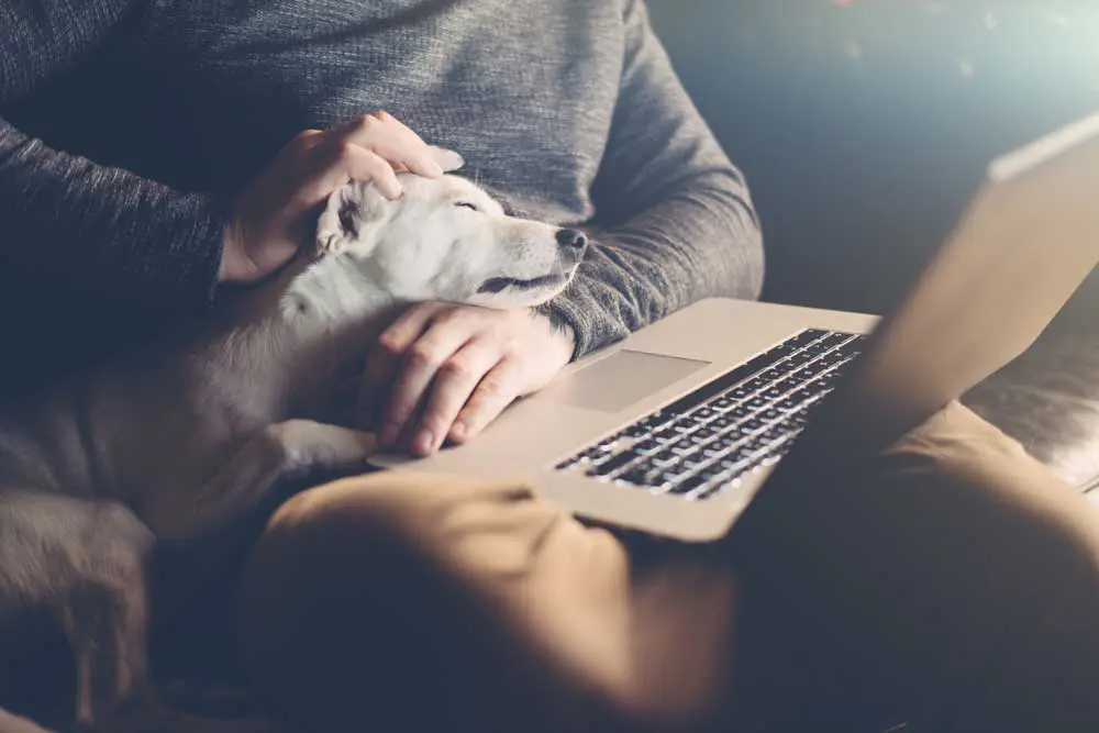 A pet owner with dog on a laptop Image: Rymden / Adobe Stock
