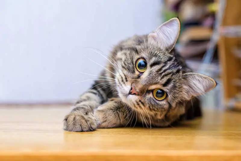 A grey tabby-type cat is lying on its side and looking at the camera Image: Elvira / Adobe Stock