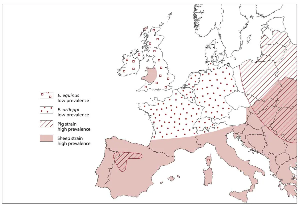 Figure 1. Approximate distribution of Echinococcus granulosus in Europe as of 2015. Image: Courtesy of ESCCAP