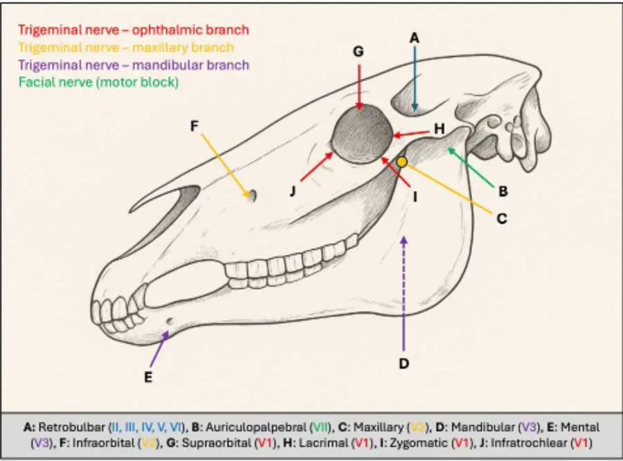 Figure 2. Needle insertion points for the locoregional blocks of the equine head.