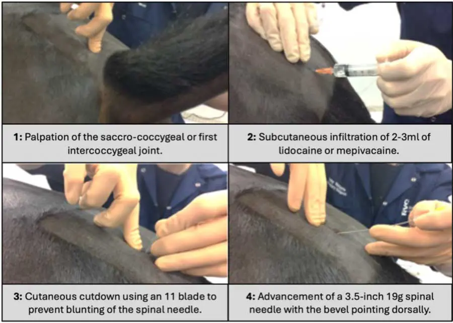 Figure 3. Step-by-step guide to caudal epidural placement in a horse. Image: RVC