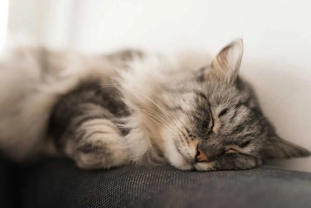 A cat sleeping Image: larisikstefania/ Adobe Stock