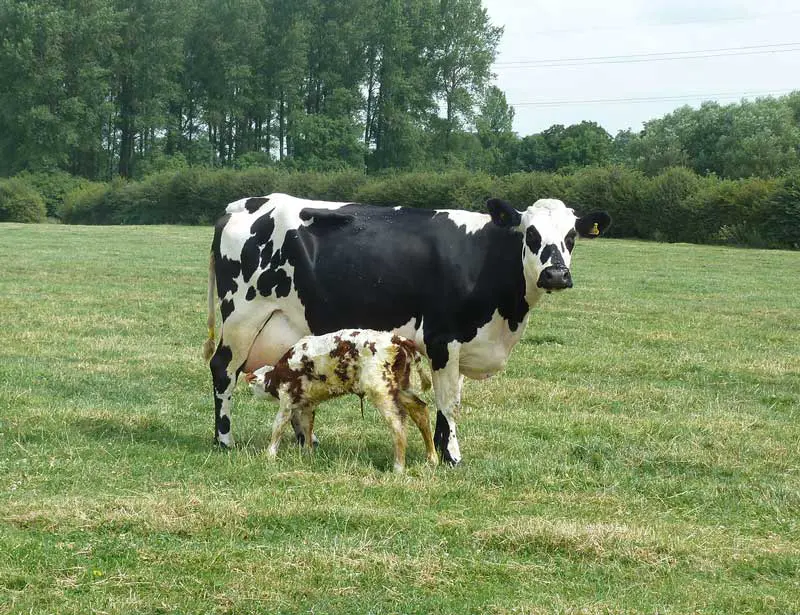 Figure 3. Outdoor calving can reduce the risk of Johne’s disease transmission.