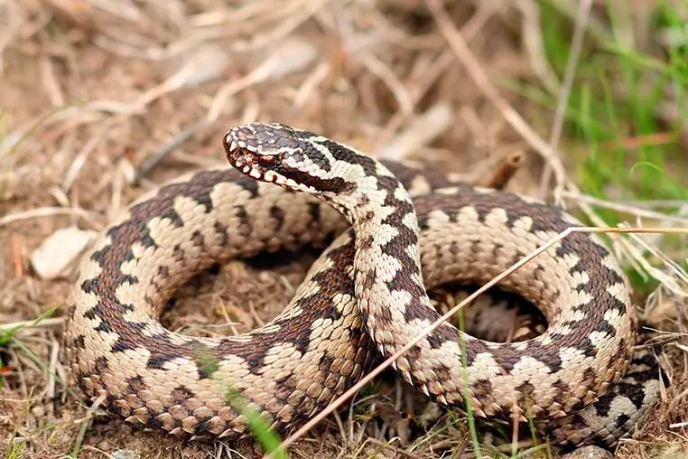 An adder bite should prompt an immediate call to the vets.