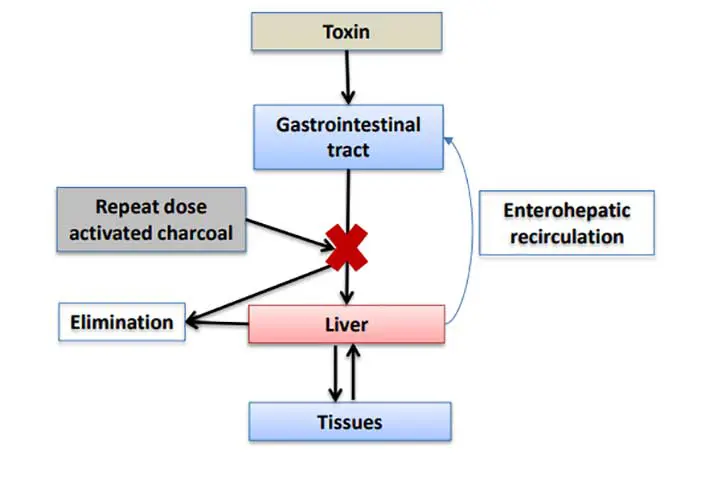 Diagram of enterohepatic recirculation – this shows how the activated charcoal and the adsorbed toxic substance is eliminated in the faeces without entering the circulation.
