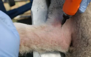 A lamb being vaccinated against orf.