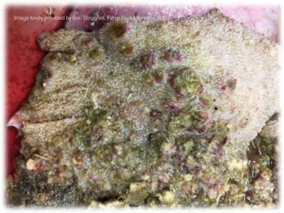 Figure 1. Postmortem presentation of rumen from a ruminant with acute ruminal acidosis. Image: Ben Strugnell / Farm Post Mortems