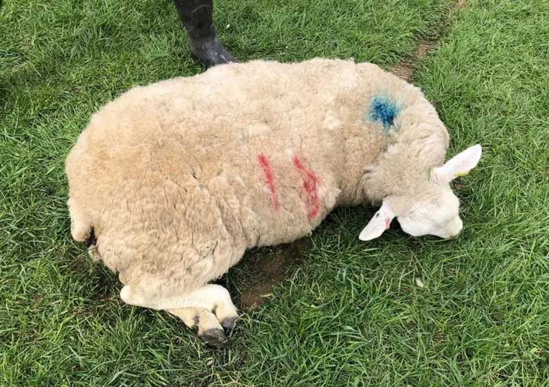 Figure 2. Deceased ewe confirmed as hypomagnesaemia during postmortem examination. Image: D Charles