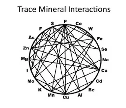 Figure 1. Mineral-mineral interactions are complex. High levels of one can interfere with others.