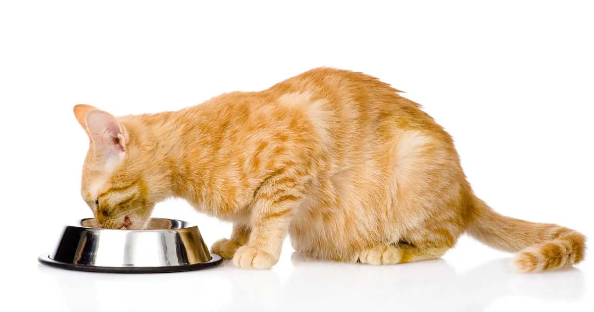 A ginger cat is pictured from the side eating from a silver food bowl. Image: Ermolaev Alexandr / Adobe Stock