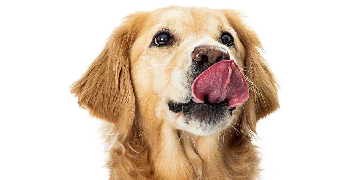 A Labrador or golden retriever licking its lips to illustrate a nutrition article. Image: adogslifephoto / Adobe Stock